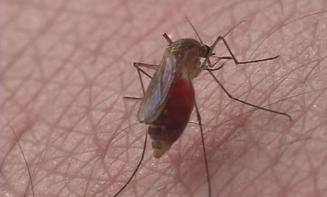 Mosquitoes can carry many diseases, including malaria.