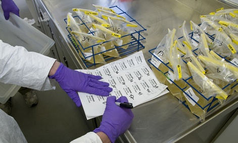 An FDA worker checks samples for salmonella. 