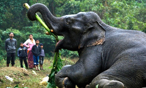 An injured wild elephant tries to eat a banana leaf with its trunk after it was attacked by poachers in Assam, India.