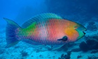 The always changing parrotfish. 