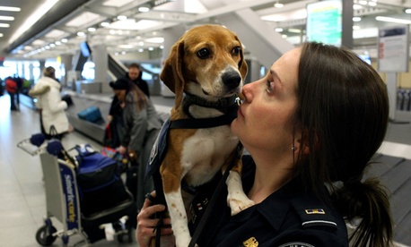Izzy the beagle with handler Meghan Caffery at John F. Kennedy Airport.