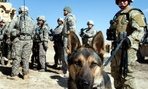 Euro the dog with civilian handler Mike Wilcox, right, attached to the 293rd Military Police Company are preparing for an operation in southern Afghanistan.