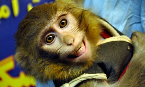 An Iranian technician holds a monkey after reportedly riding an Iranian rocket into space, in Tehran, Iran. 