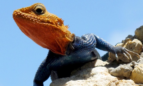 Robotics researchers aim to imitate creatures that can run on sand, like this male Red Headed Agama.
