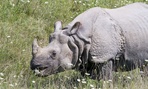 There is no scientific evidence to suggest that rhino horn is medicinal to humans in any way. There is no scientific evidence to suggest that rhino horn is medicinal to humans in any way.