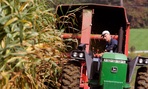 Dr. Sam Simon chops corn on his dairy farm outside Hyde Park, N.Y.