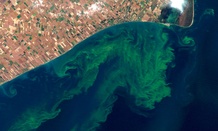 This NASA satellite photo shows algae blooms swirling on Lake Erie.