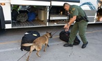 A Customs and Border Patrol agent examines a vehicle at the border of Mexico and the United States. A Customs and Border Patrol agent examines a vehicle at the border of Mexico and the United States.