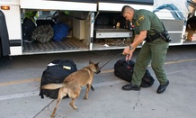 A Customs and Border Patrol agent examines a vehicle at the border of Mexico and the United States.