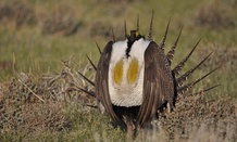A male sage grouse is known for its elaborate courtship displays. 