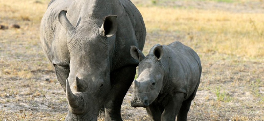 White rhinos in South Africa are critically endangered.
