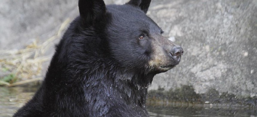 Former Rep. Randy (Duke) Cunningham, R-Calif., says he will move to the wilderness where there are threats from "black bears, cougars, and history of rabies."