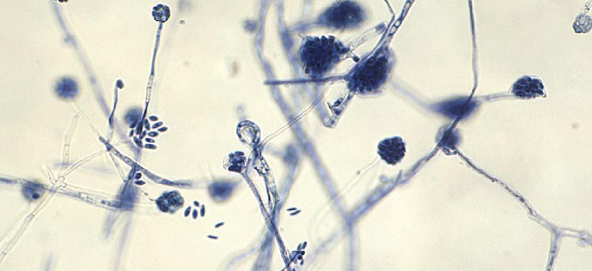A. falciforme fungus is a known causative agent for diseases such as meningitis.