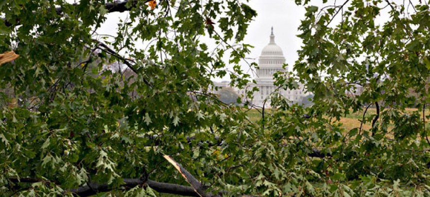 Trees fell throughout Washington during the storm.