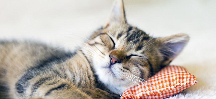The time has come to allow catnaps on the job. (Image via MaxyM/Shutterstock.com)