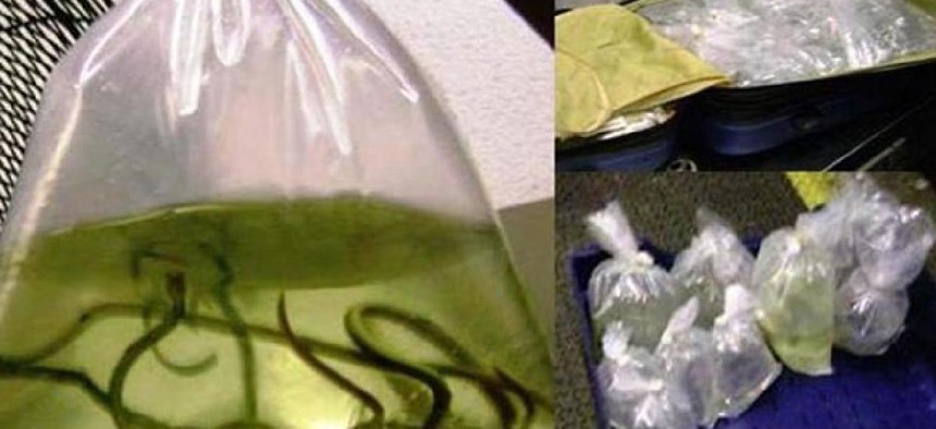 In Miami, TSA officers found a bag of eels.