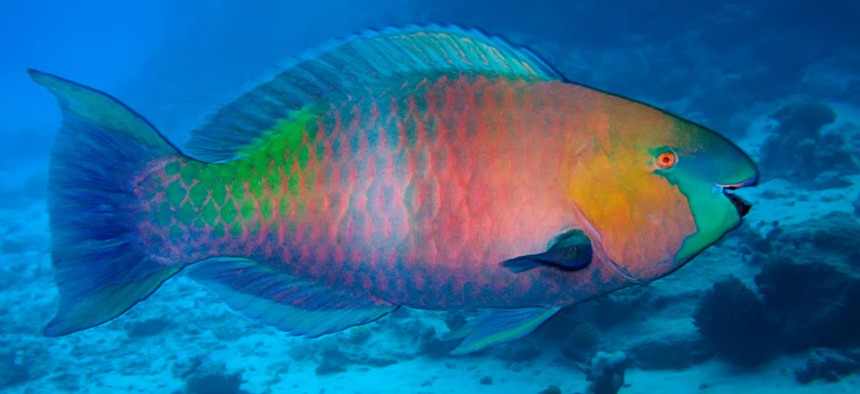 The always changing parrotfish. 