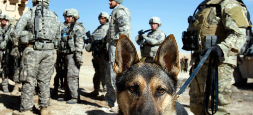 Euro the dog with civilian handler Mike Wilcox, right, attached to the 293rd Military Police Company are preparing for an operation in southern Afghanistan.