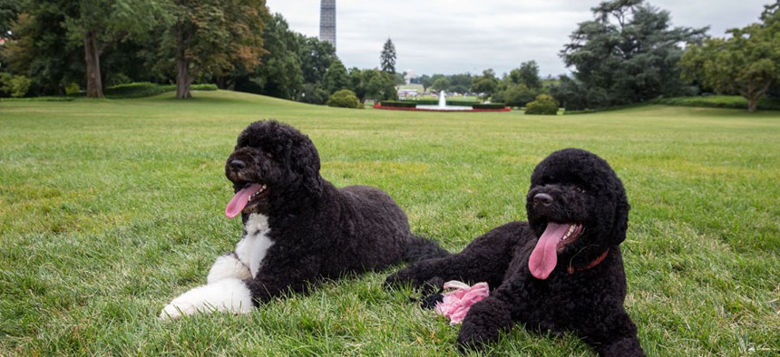 Sunny, right, joins Bo as current White House residents.