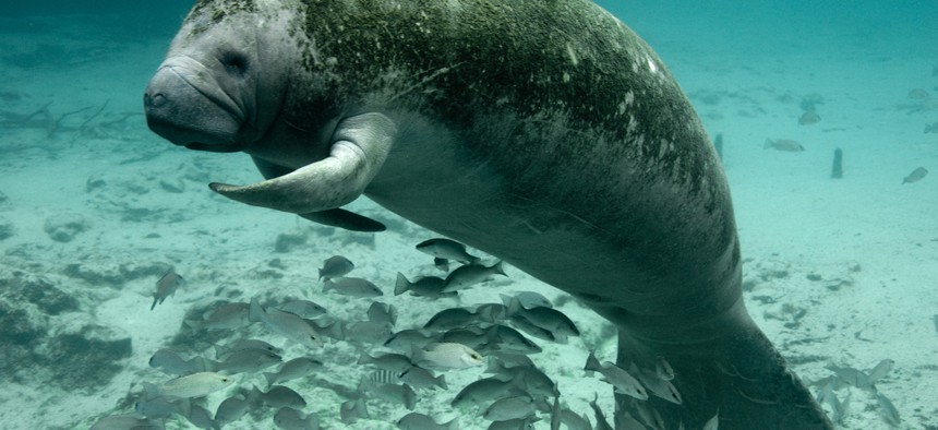 The Fish and Wildlife Service's work includes protecting endangered American species such as the Florida manatee.