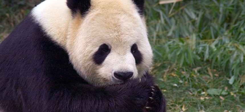Pandas at the National Zoo would still get fed, but the park would be closed to the public. 