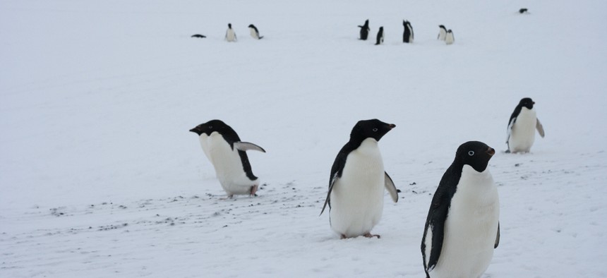 Possible research might have included studying Adele penguins.