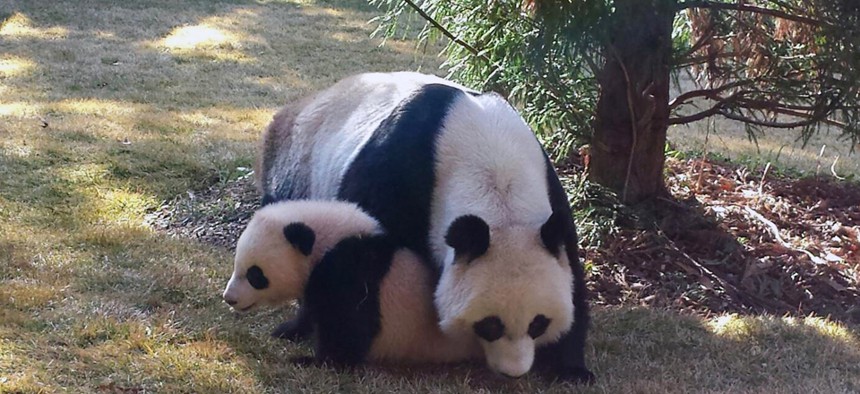 Panda cub Bao Bao enjoyed its first day outside at the National Zoo Tuesday.