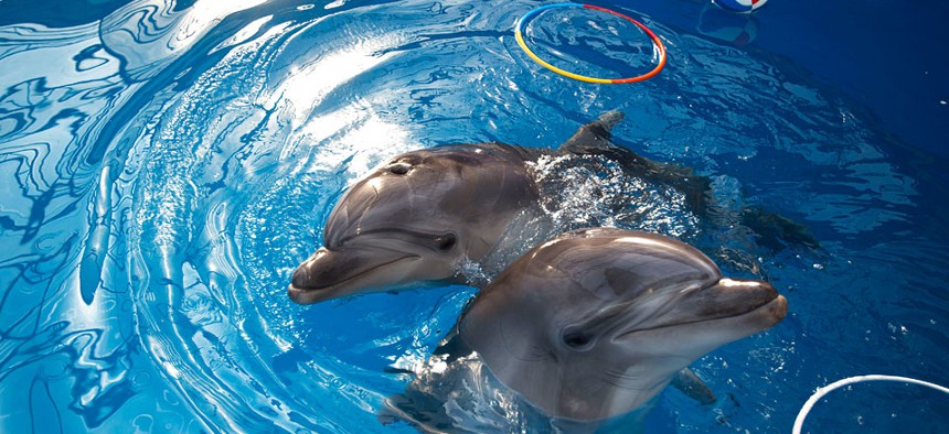 Dolphins play, at the Sevastopol State Oceanarium in Sevastopol, Crimea, Sunday, March 30, 2014. 