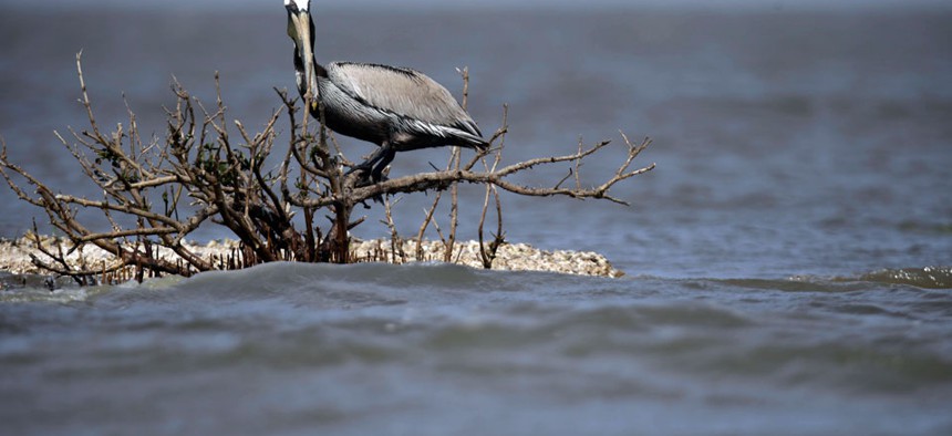 A brown pelican sits on dead mangrove, which was directly impacted by oil from the nation's worst offshore oil spill, off the coast of Barataria Bay in Plaquemines Parish, La.