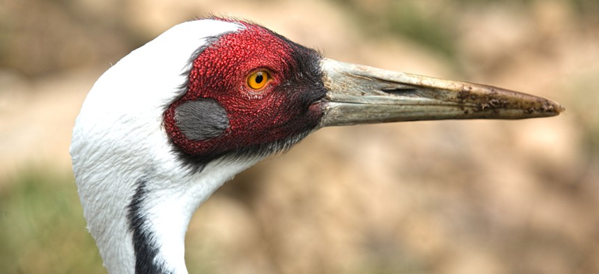 A Manchurian Red-naped Crane turns its head at the Columbus Zoo.