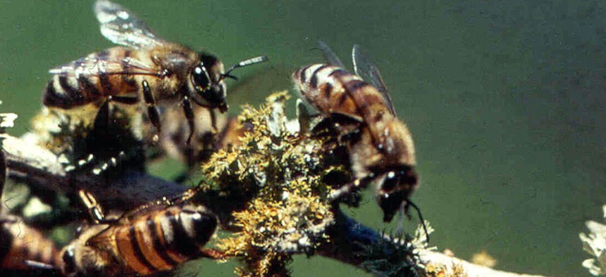 Africanized honey bees, also known as killer bees.