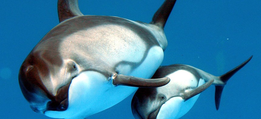 A two-month-old Pacific white-sided dolphin swims together with her mother.