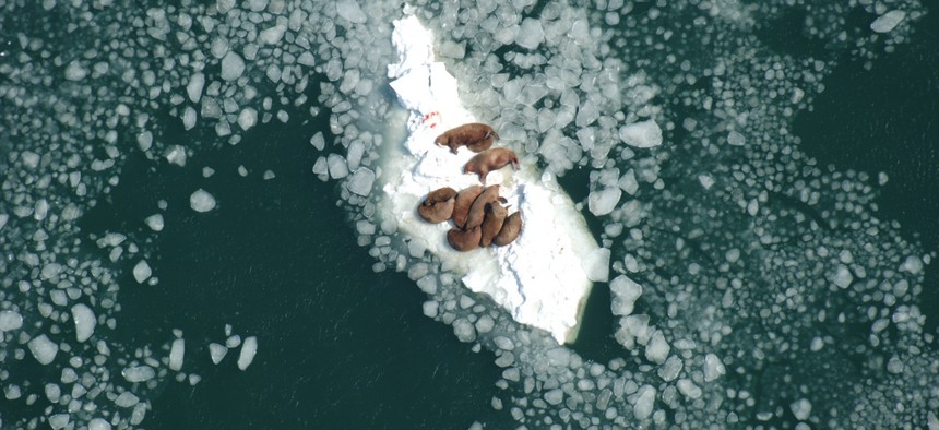 Climate change has affected sea ice in Alaska walrus habitats.