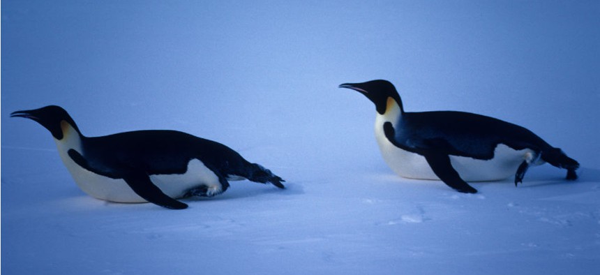 Sea ice provides mating habitats for Emperor penguins. 