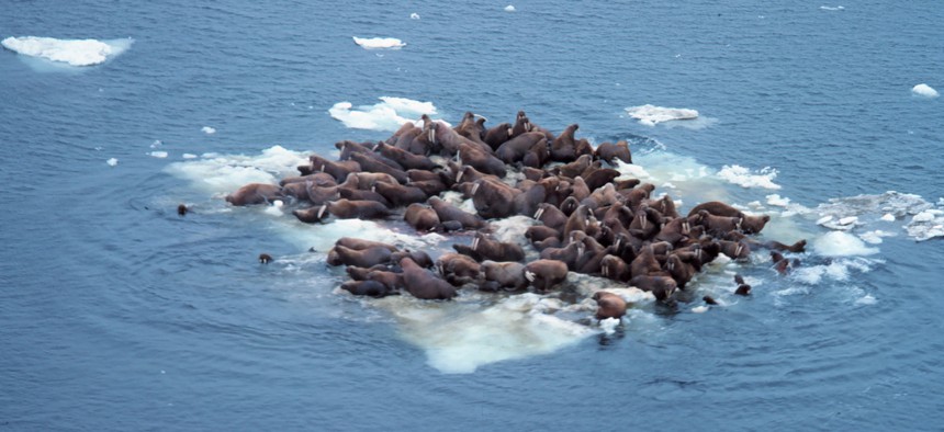 Groups of walruses usually gather on sea ice, but the sea ice is at much lower point than normal due to climate change, NOAA says.