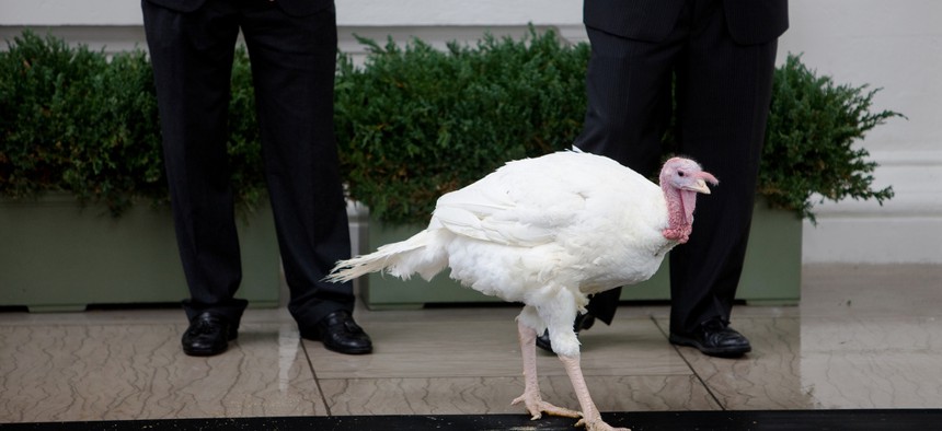 Courage, the National Thanksgiving turkey, waits to be pardoned at the North Portico of the White House Tuesday, November 25, 2009.