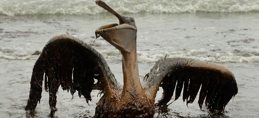A brown pelican covered in oil sits on the beach in Louisiana in 2010 after the spill. 