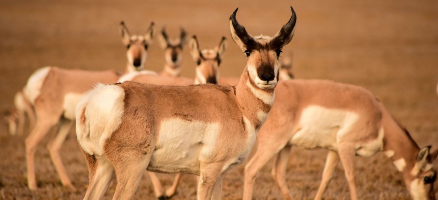 The Fish and Wildlife Service's Southwest Region is home to myriad species, including pronghorn.