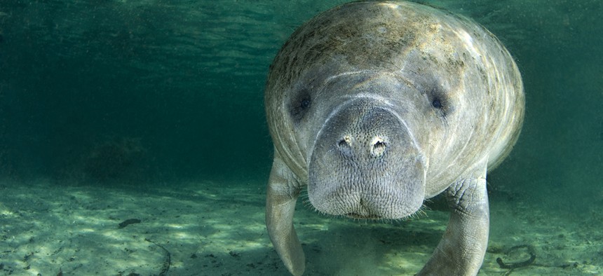 The West Indian Manatee is listed as an endangered species by Fish and Wildlife. 