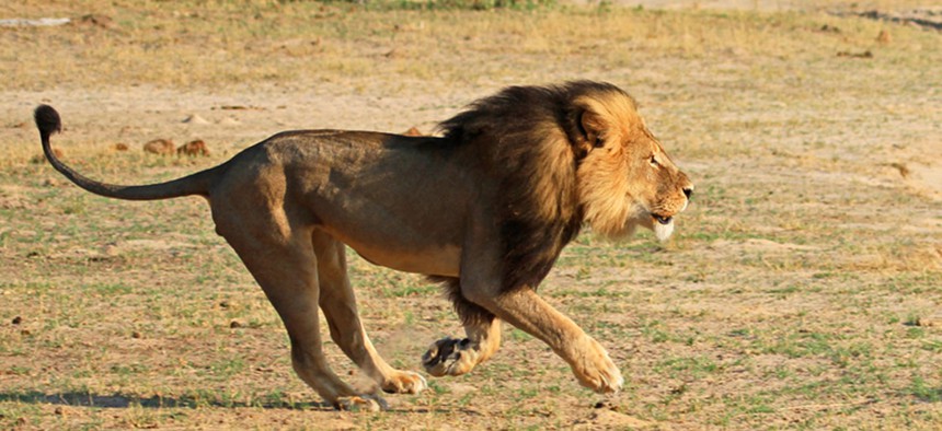 Cecil runs in Hwange National Park in 2014.