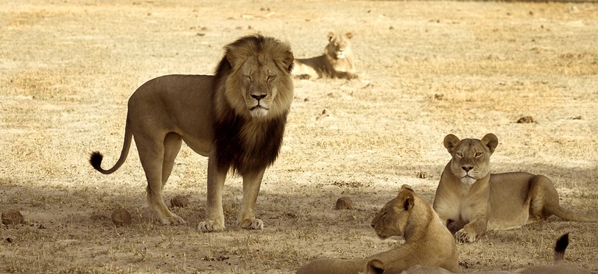 Cecil patrols among his pride in Hwange National Park in 2012.