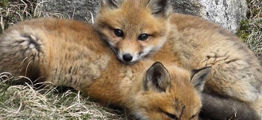 The Interior Department posted a photo of baby foxes at Maine's Acadia National Park over the summer.