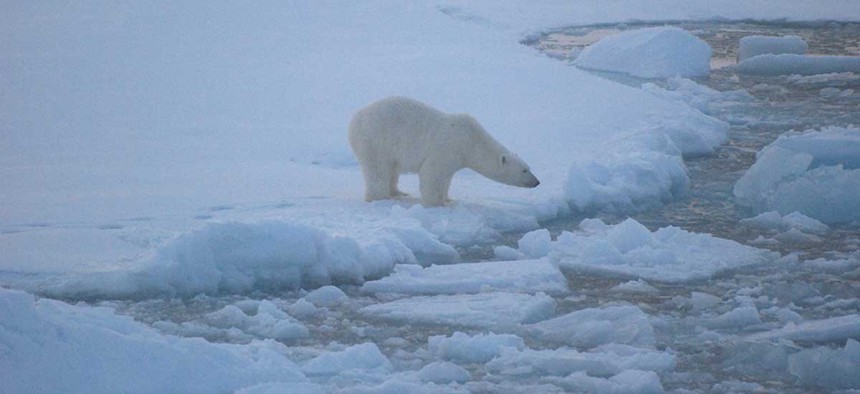 A polar bear stands on sea ice in Alaska's Beaufort Sea in 2010.