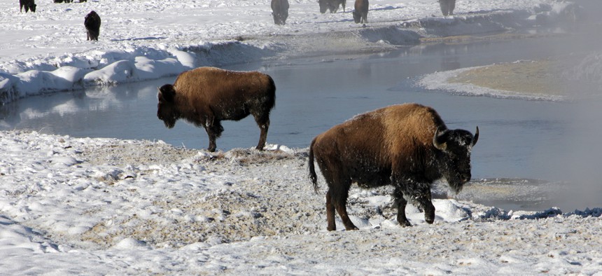 These bison near Yellowstone National Park's  Gibbon River do not need wireless Internet service.