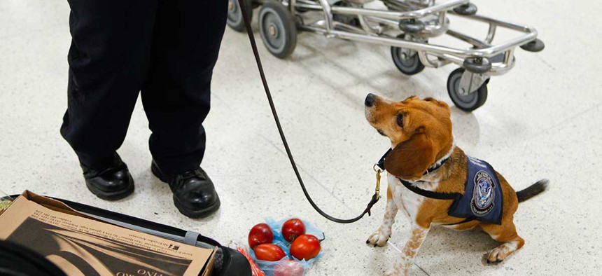 An agricultural canine team spots contraband food at the Miami International Airport in 2012.