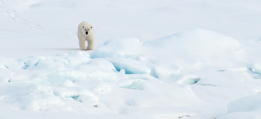 A polar bear walks in Alaska in 2007.