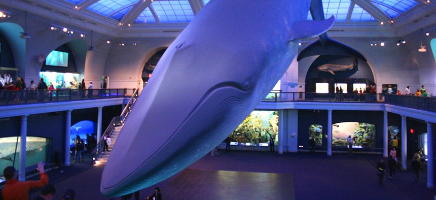 The life-sized replica of a blue whale is one of the more famous icons of New York's American Museum of Natural History.