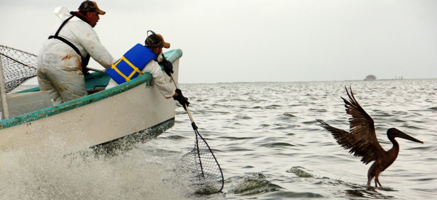 State and federal Fish and Wildlife worker prepare to capture an oil-soaked pelican in 2010 after the spill in the Gulf of Mexico.