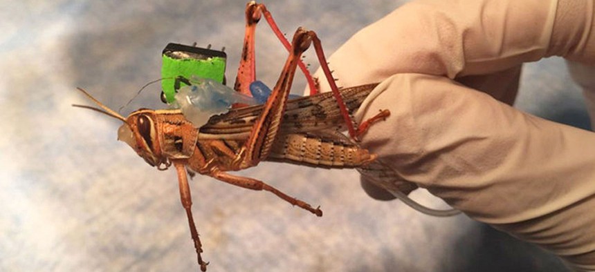 Last week, the US Office of Naval Research awarded researchers at the University of Washington in St. Louis, Missouri $750,000 over three years to alter locusts to remotely sense bombs and other explosive devices.