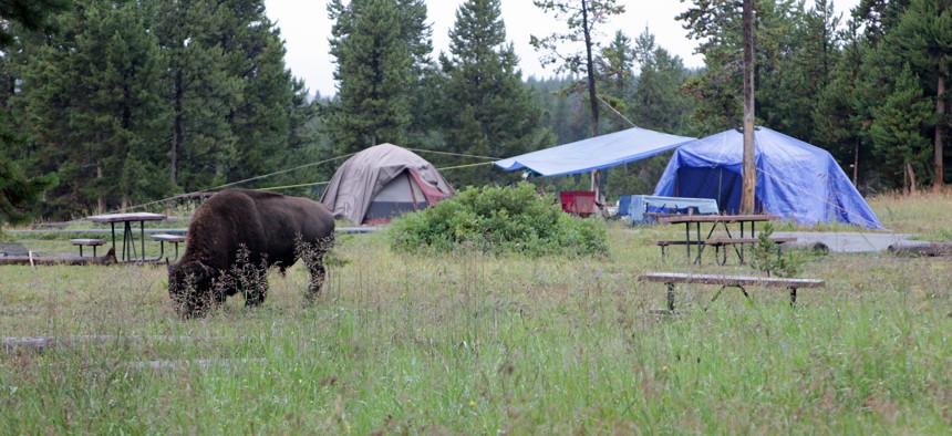 A bison walks by Yellowstone National Park's Bridge Bay Campground site in 2014.